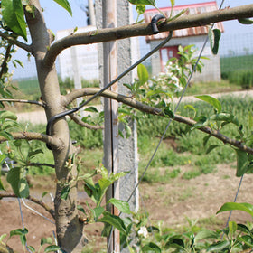 LEILINLIFE sustainable planting with spreaders supports healthy growth.