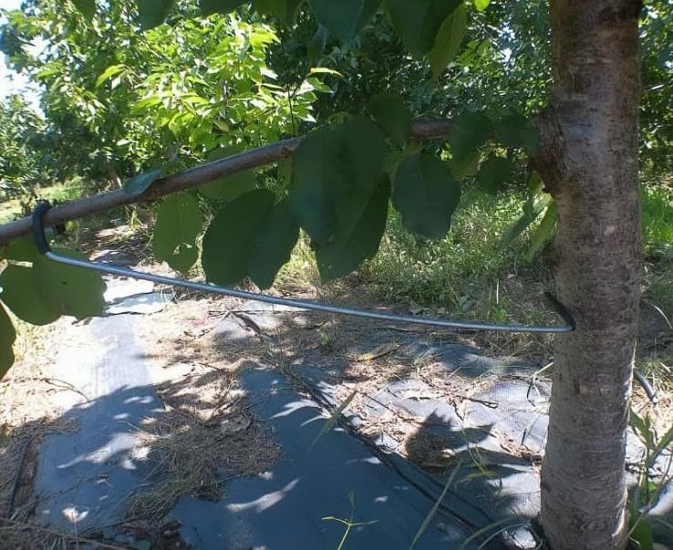 LEILINLIFE tree-health protection spreader reduces stress on branches.