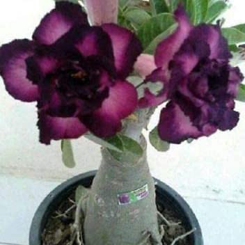 Lemogino Thronesfarm4 purple black desert rose seeds, perfect for starter gardeners seeking drought-tolerant blooms.