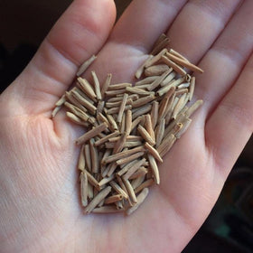Lemogino Thronesfarm4 seeds ready to germinate, ideal for indoor seed starting and warm climates.