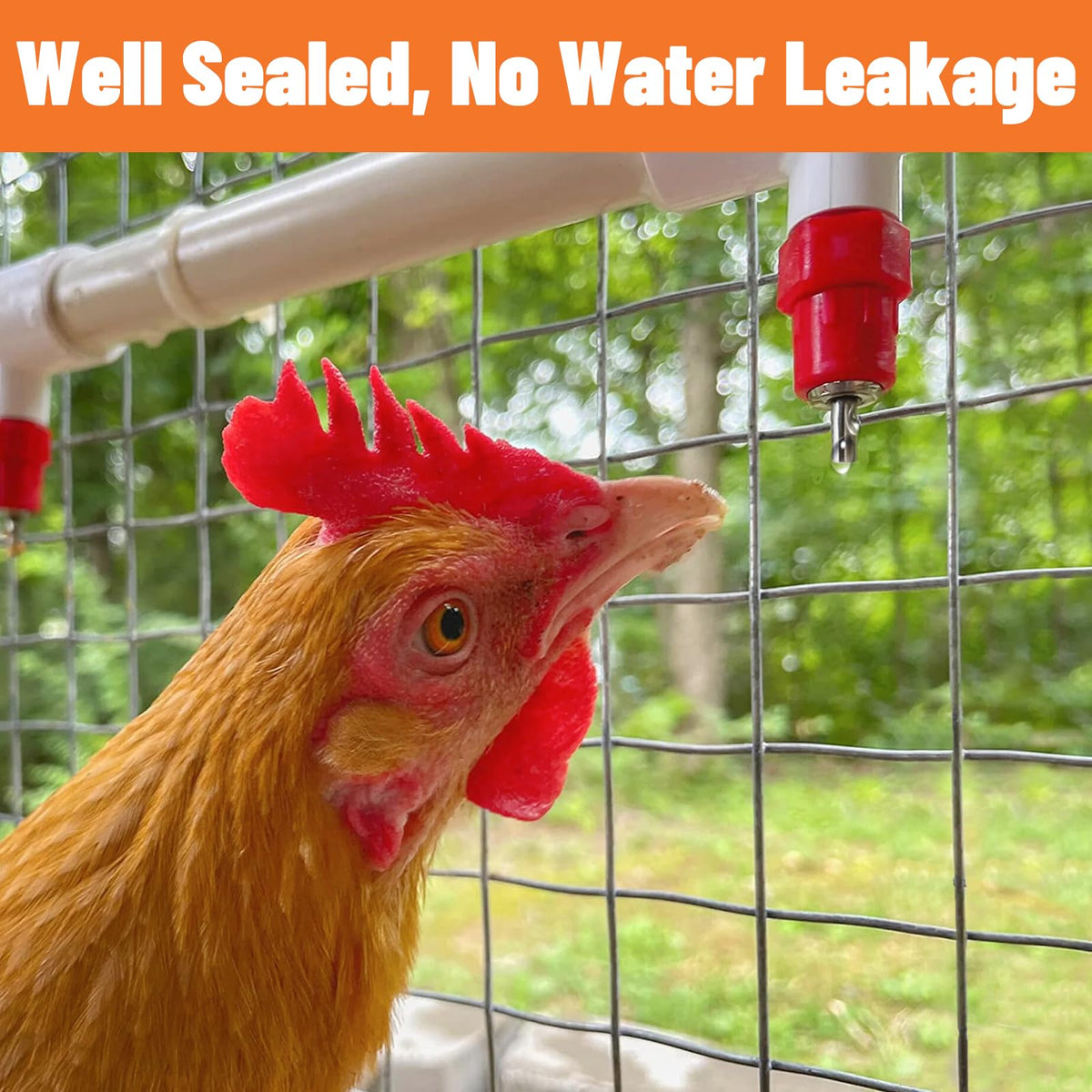 LetsFix automatic poultry water system delivers steady water to birds.