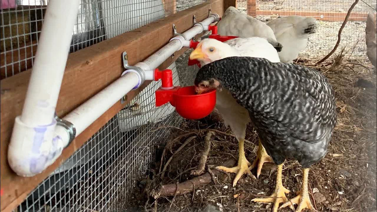 letsFix automatic waterer kit keeps poultry hydrated with minimal maintenance.