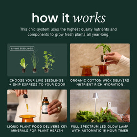 Lettuce Grow Counterstand herbs growth in a small indoor hydroponics system.
