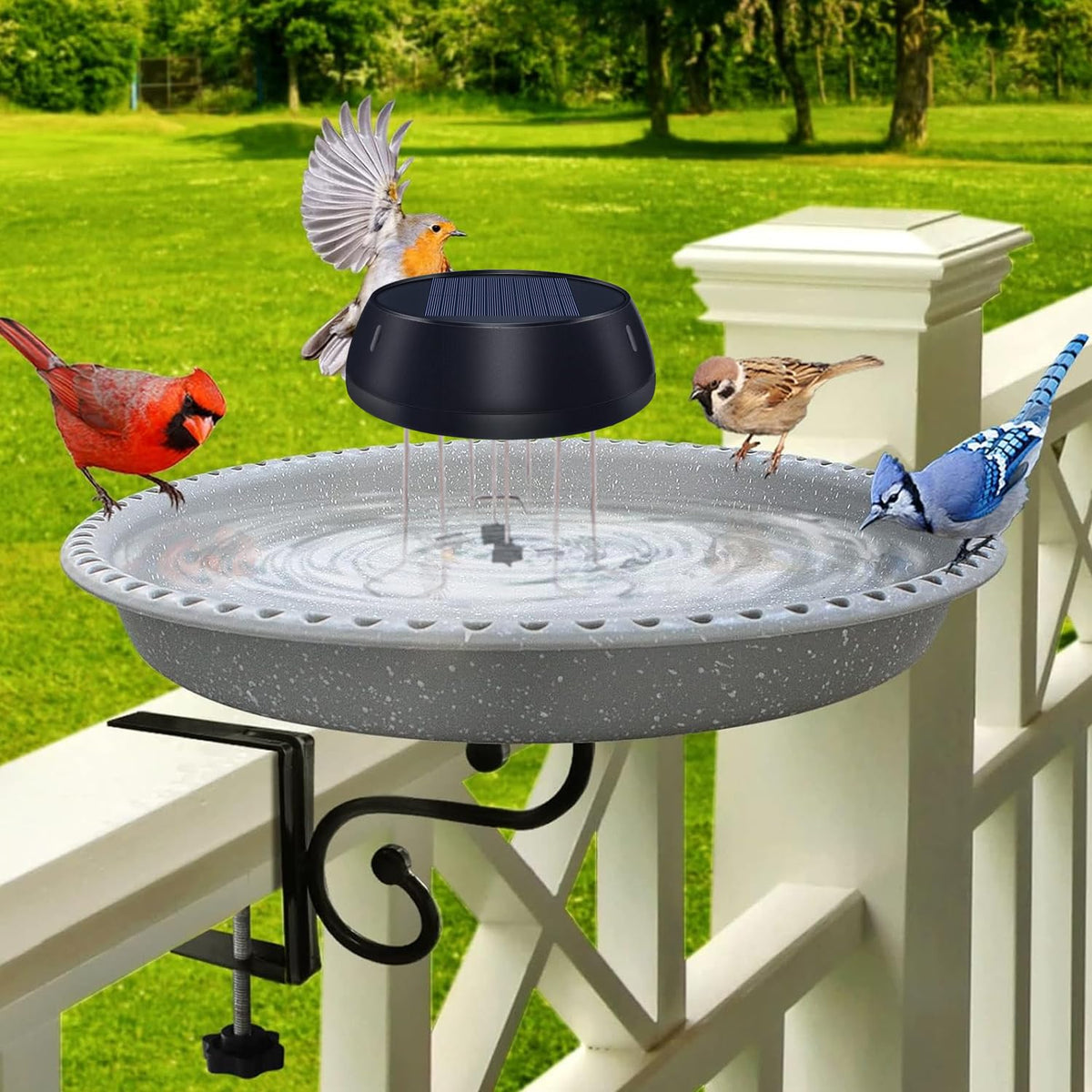 Birds flock to a Lewisia Wiggler-enhanced bath