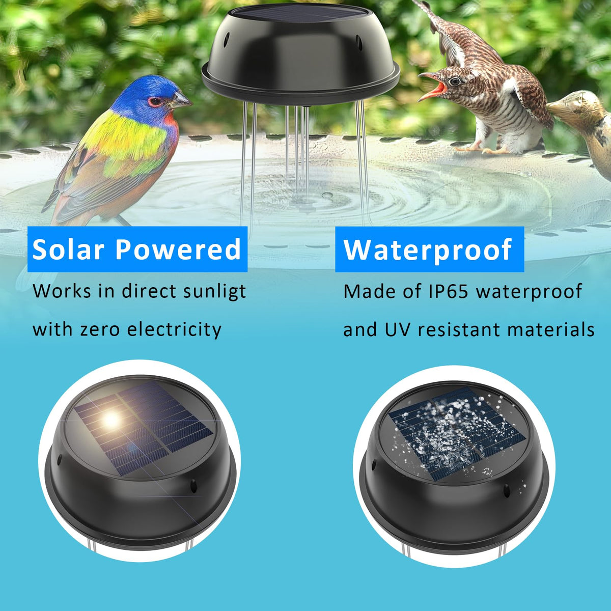 Solar panel visible on Lewisia Wiggler by a birdbath