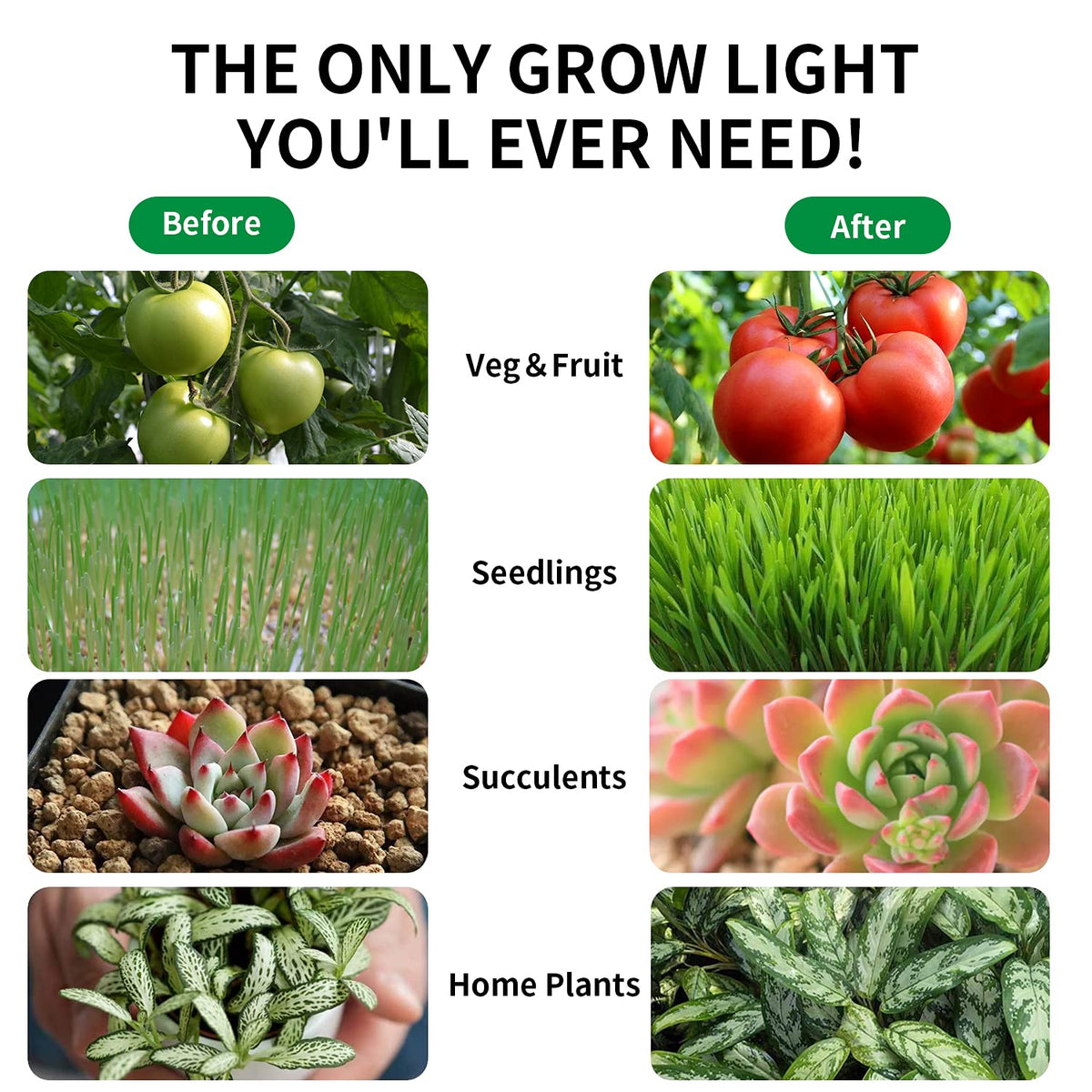 Lgghdm full-spectrum A19 LED provides daylight-like light for robust plant health
