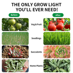 Lgghdm full-spectrum A19 LED provides daylight-like light for robust plant health