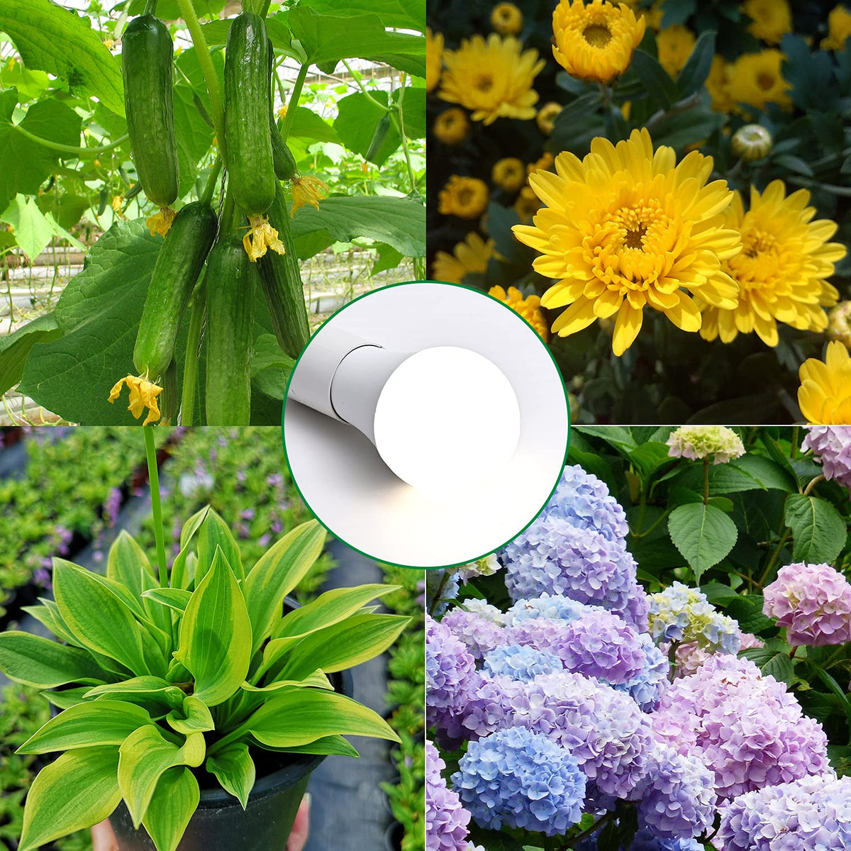 Lgghdm greenhouse indoor setup with grow light supports year-round cultivation