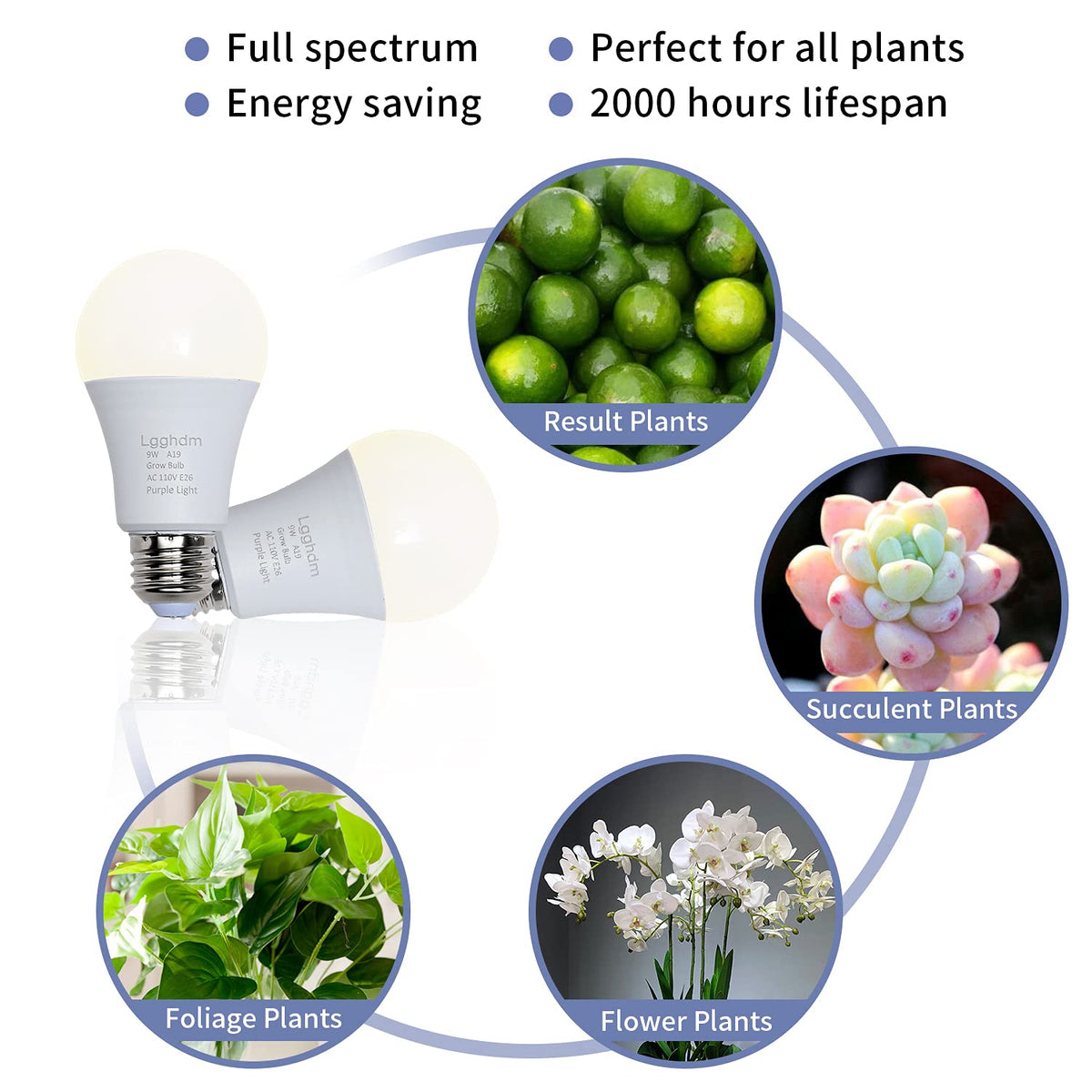 Lgghdm seedlings under A19 light enjoy balanced spectrum for steady growth