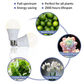 Lgghdm seedlings under A19 light enjoy balanced spectrum for steady growth