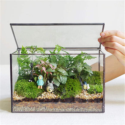 Libproqia glass terrarium with lid on top for moss and succulents.