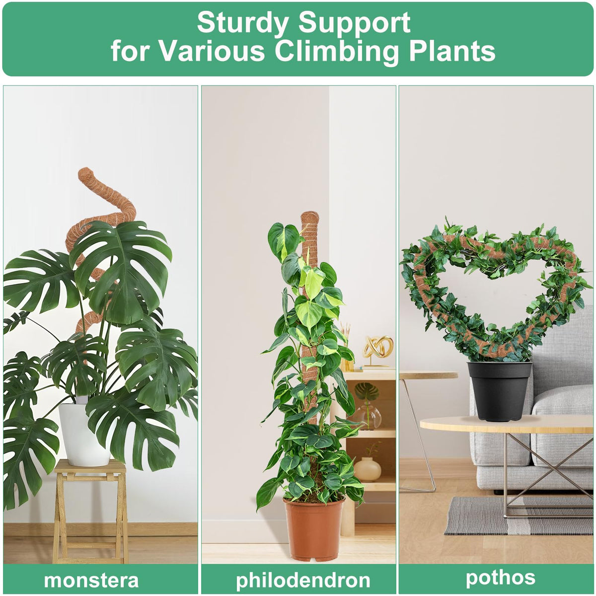 LifeNest moss pole setup for pothos and similar climbing plants
