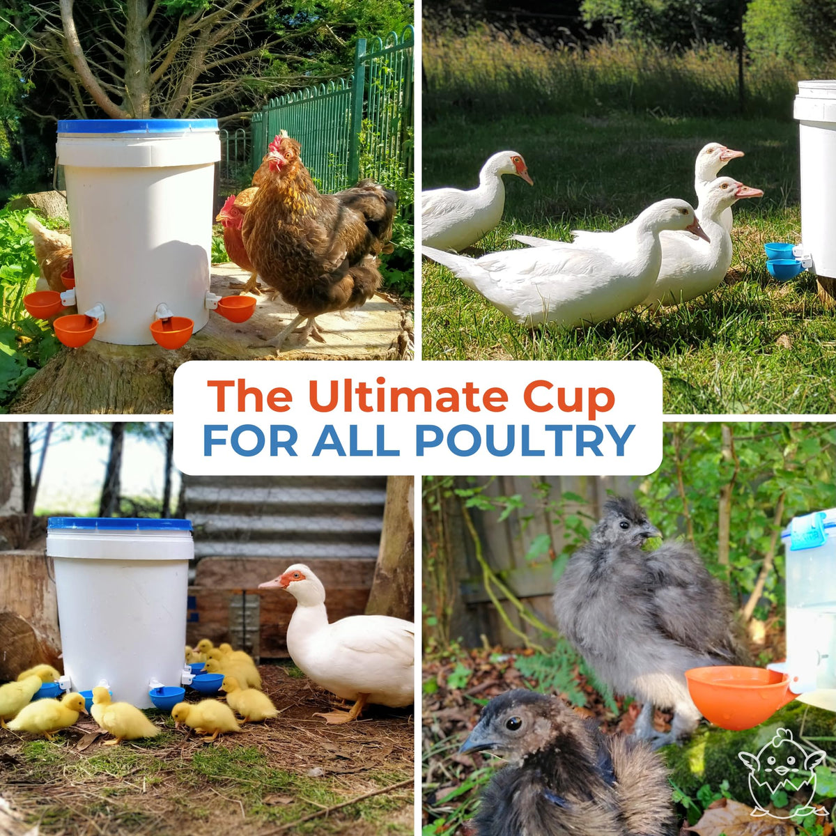 Lil Clucker cups work with 5-gallon containers for scalable water supply.