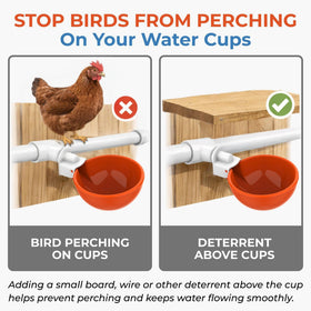 Lil'Clucker happy-flock-hydration supported by a dependable waterer system.