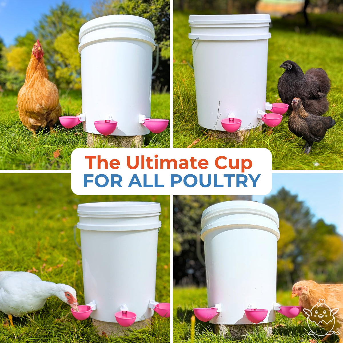Lil'Clucker cups offer wattles dipping-friendly water access