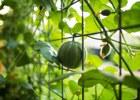 Liliana's Garden Charentais melon harvest-ready on vine, ideal for easy slicing
