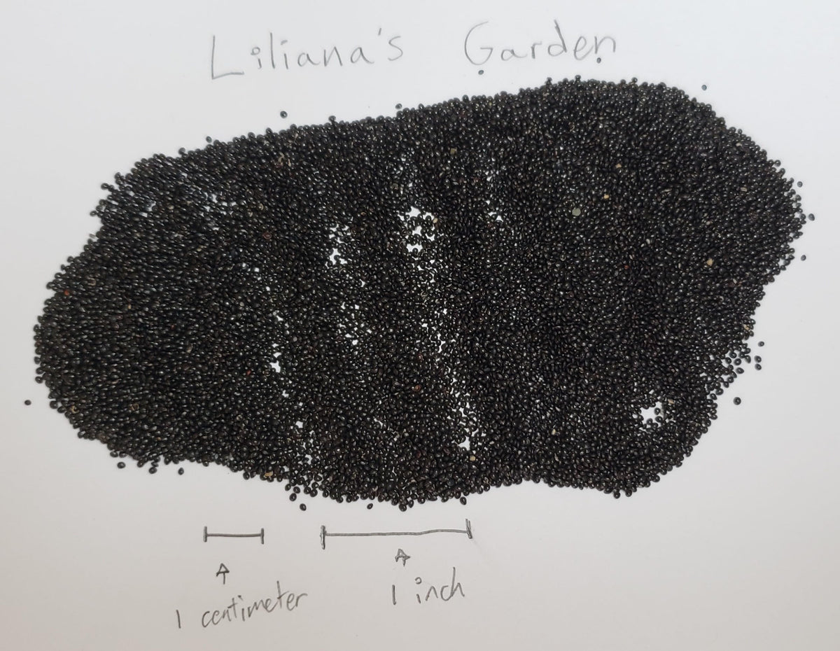 Liliana's Garden Green Leaf amaranth plants close-up leaves, perfect for fresh greens in meals.