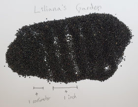 Liliana's Garden Green Leaf amaranth plants close-up leaves, perfect for fresh greens in meals.