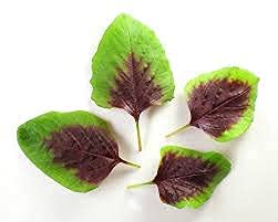 Liliana's Garden harvest-ready amaranth leaves ready for meals