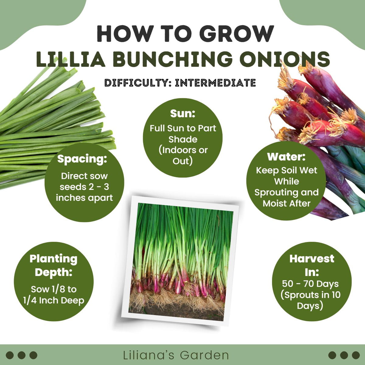 Liliana's Garden Lillia cut-and-come-again harvest supports ongoing freshness.