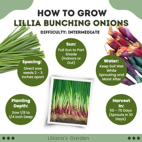 Liliana's Garden Lillia cut-and-come-again harvest supports ongoing freshness.