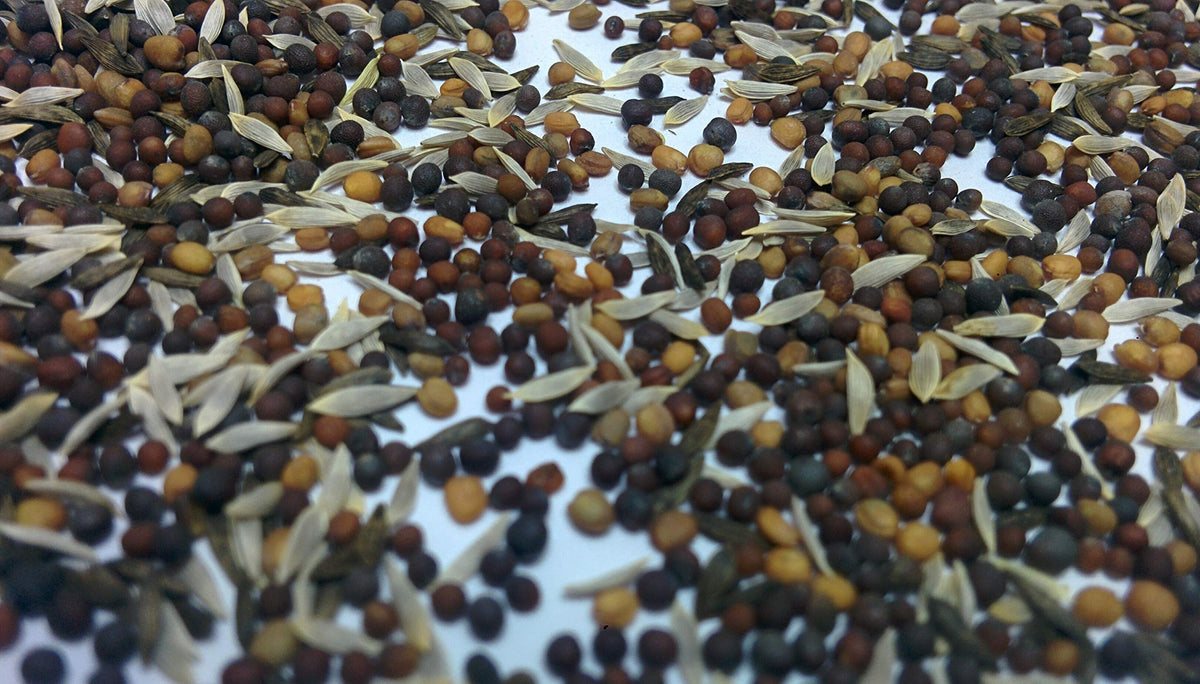 Liliana's Garden Mesclun Mix seeds with harvest-ready leaves in growth.