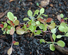 Liliana's Garden Mesclun Mix seeds displaying texture variety for vibrant salads.
