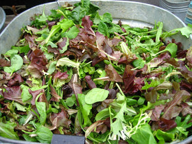 Liliana's Garden Mesclun Mix seeds are USA-grown and open-pollinated for seed saving.