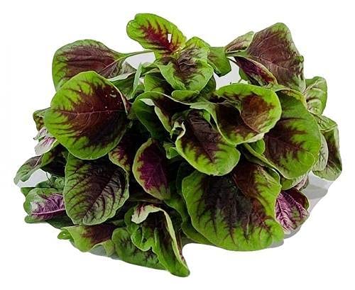 Liliana's Garden red stripe leaf amaranth seeds packet ready for beginners