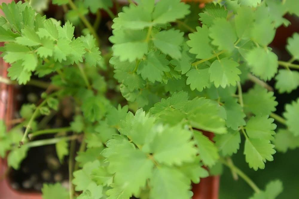 Liliana's Garden Salad Burnet flowers in summer adding seasonal color.