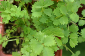 Liliana's Garden Salad Burnet flowers in summer adding seasonal color.