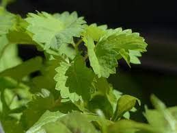 Liliana's Garden Salad Burnet plant thriving outdoors for homegrown herbs.