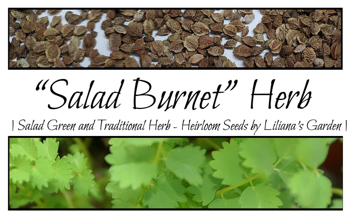 Liliana's Garden Salad Burnet seeds pack ready to grow in home gardens.
