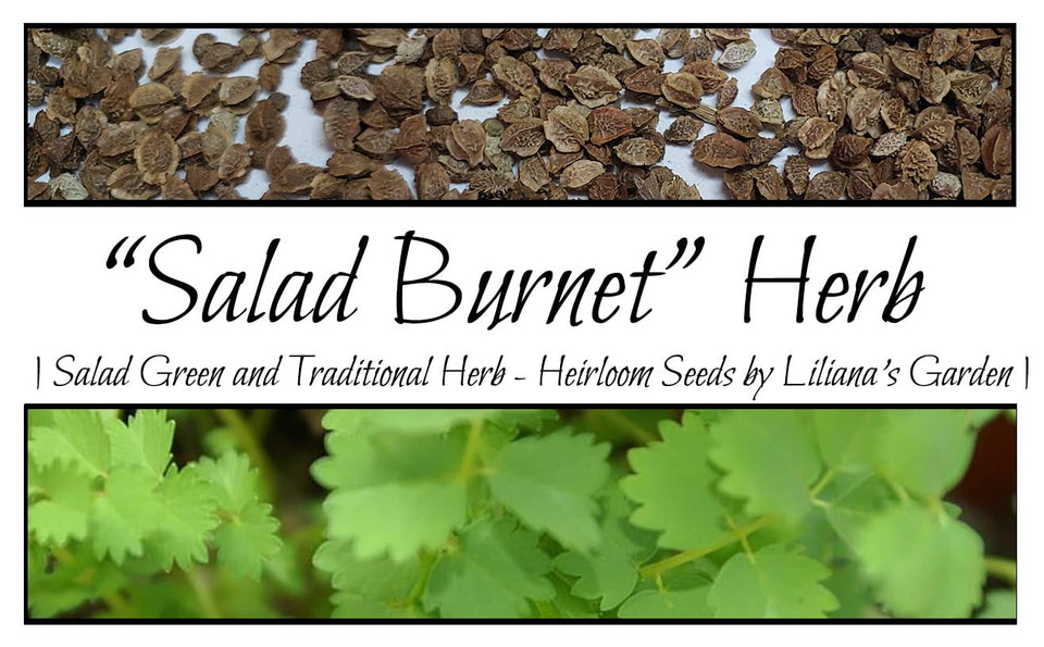 Liliana's Garden Salad Burnet seeds pack ready to grow in home gardens.