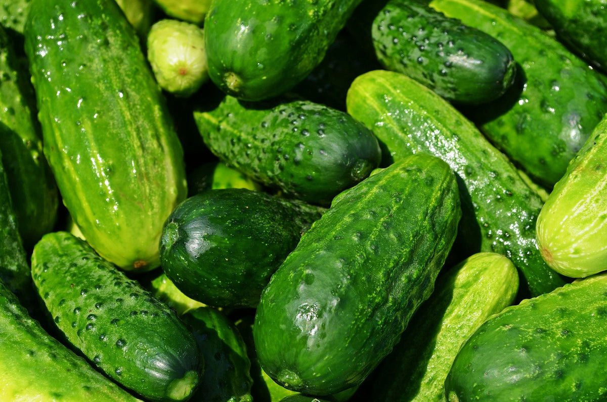 Liliana's Garden Space Master 80 seeds—compact cucumber ideal for balcony containers.