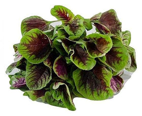 Liliana's Garden young amaranth plants thriving in warm temperatures