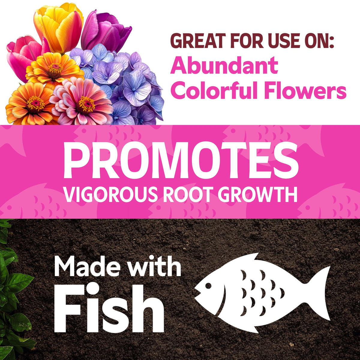 Lilly Miller Alaska MorBloom concentrate pour demonstrates easy garden feeding for flowering plants.