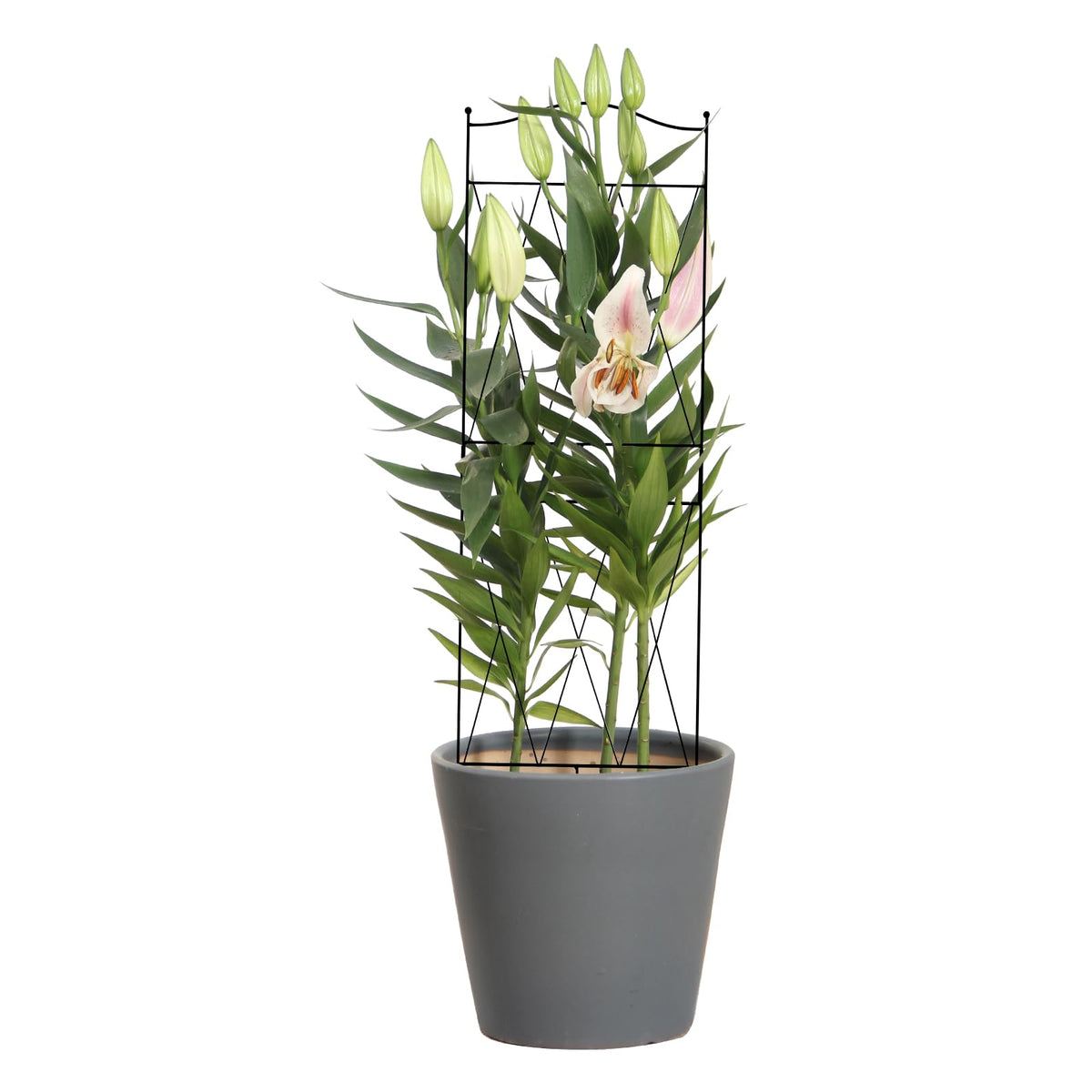 Linyona 4-pack trellis offers multiple plant supports in one purchase.