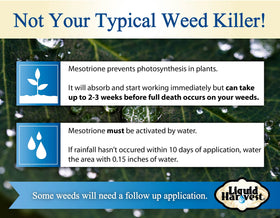 Broadleaf weeds dying after Liquid Harvest Mesotrione treatment