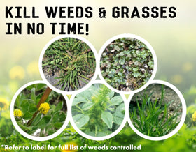 Crabgrass and dandelions treated with Liquid Harvest Vinegar Weed & Grass Killer