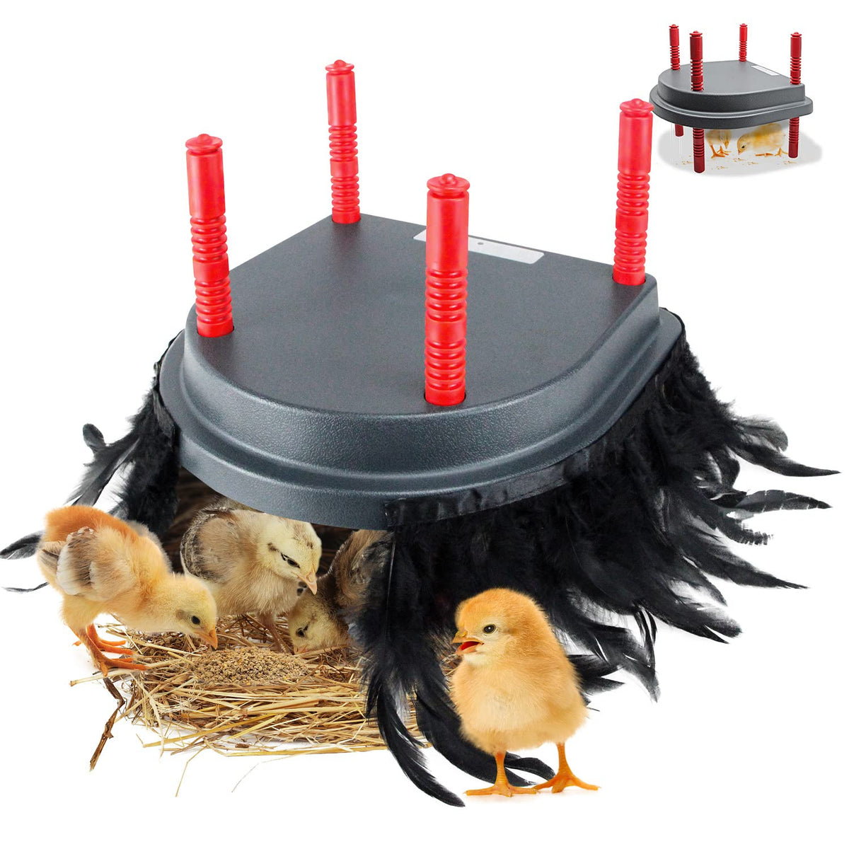 LISINAN brooder heater plate keeps chicks warm and comfortable.