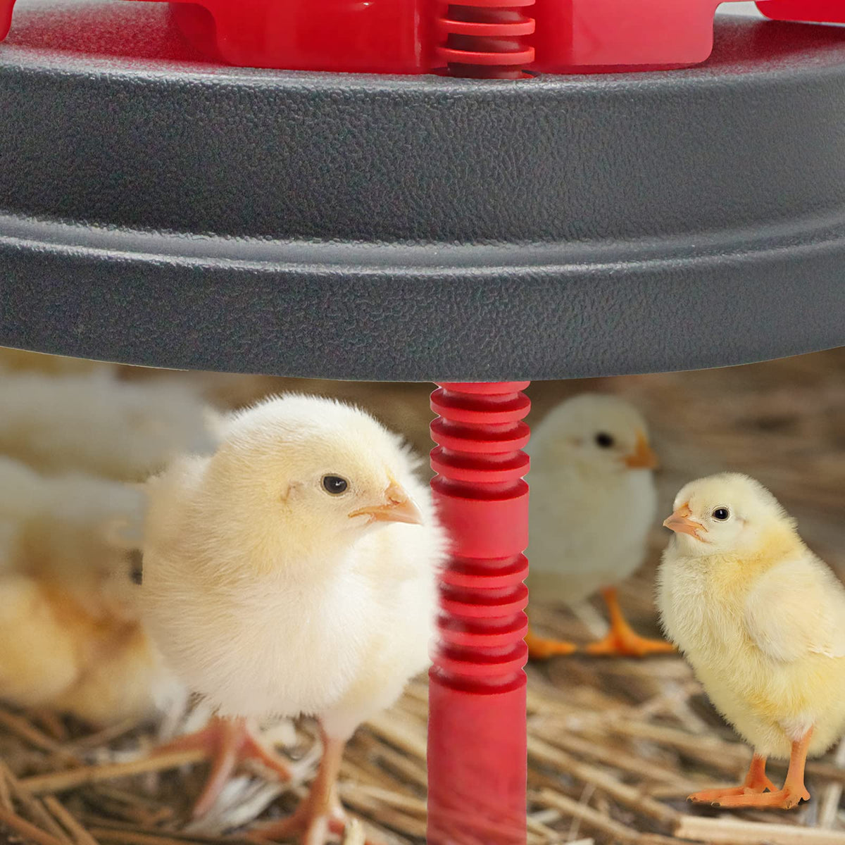 LISINAN heat plate with feathers delivers even warmth.