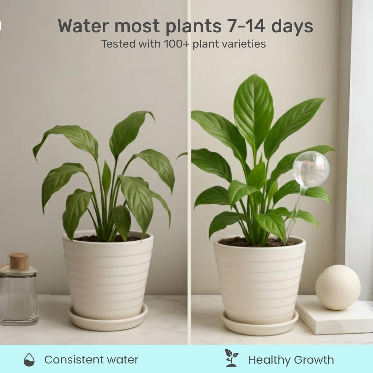 Little Green Leaf 70ml globe fits small pots for delicate plants.