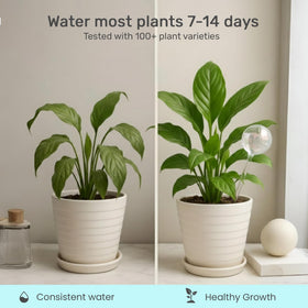 Little Green Leaf 70ml globe fits small pots for delicate plants.