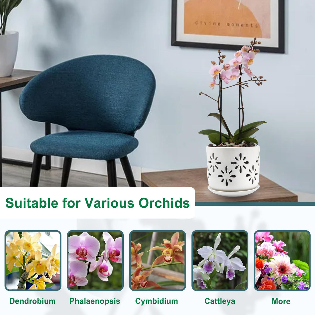 Litudiso orchid pots with holes with tray for neat drainage