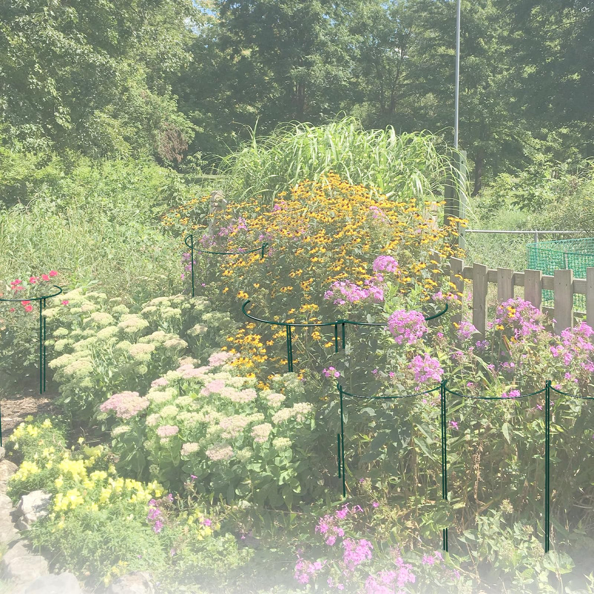 LKSSZS versatile indoor/outdoor trellis solution for peonies and tomatoes