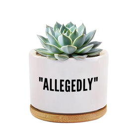 Loovelo ceramic-pot 3-5inch white for succulents