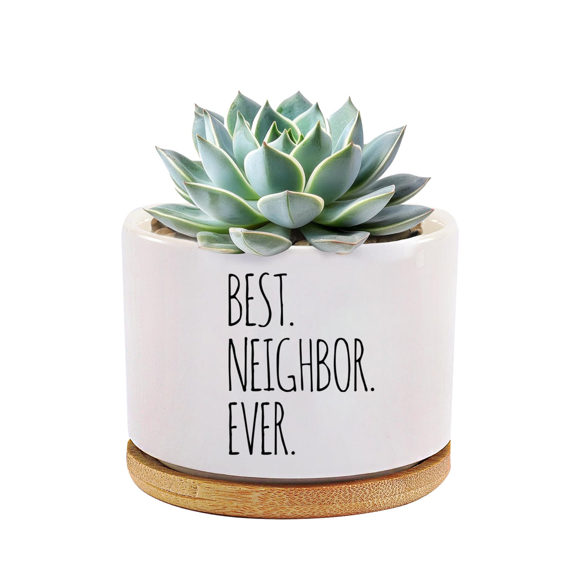 Loovelo Best Neighbor Ever white ceramic pot ideal for small desk plants.