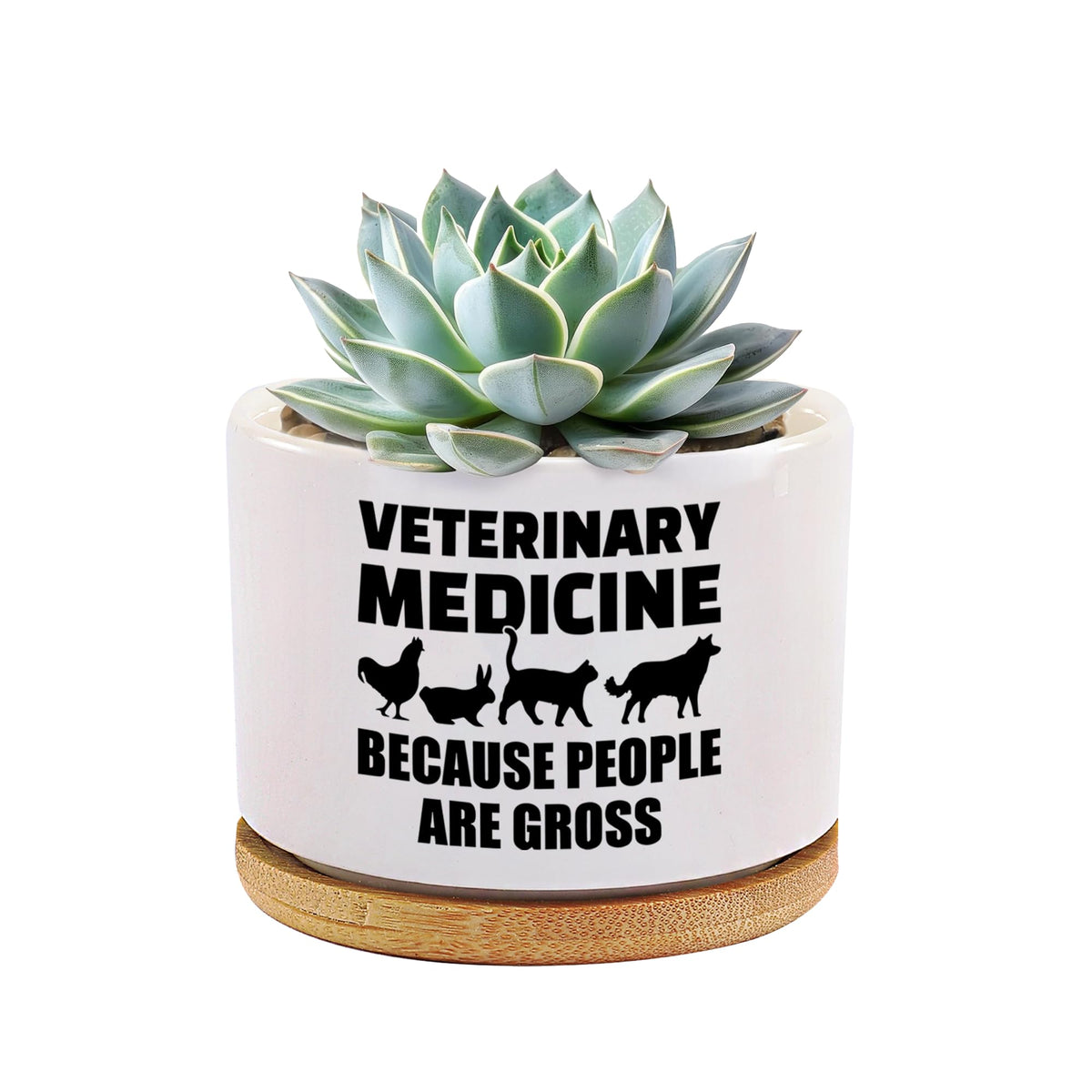Loovelo veterinary medicine ceramic succulent pot on a desk for decor