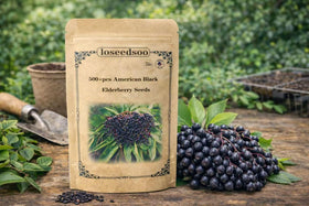 Loseedsoo American Black Elderberry seeds—500+ for hardy shrubs in temperate gardens.